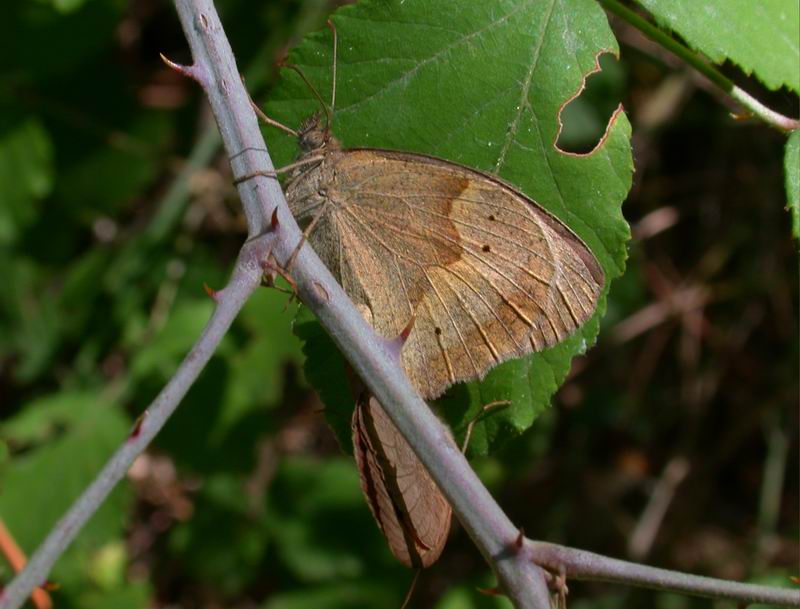 Maniola jurtina